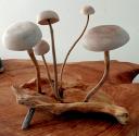 5 hongos de madera sobre un bloque de madera