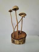 hongos sobre trozo de madera
