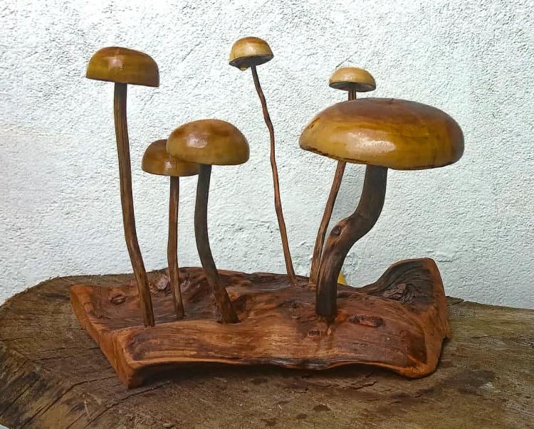 familia de 6 hongos en una mesa de madera