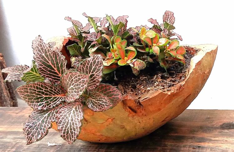 maceta de piedra con diferentes plantas
