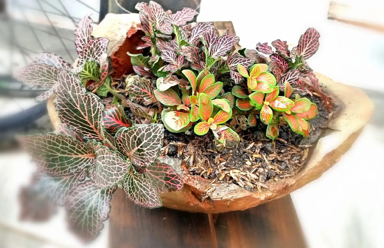 maceta de piedra con diferentes plantas